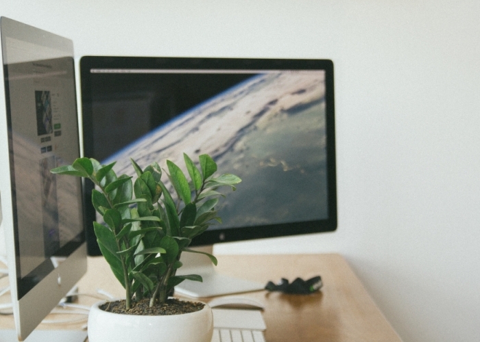 Vignette Plante 2 2